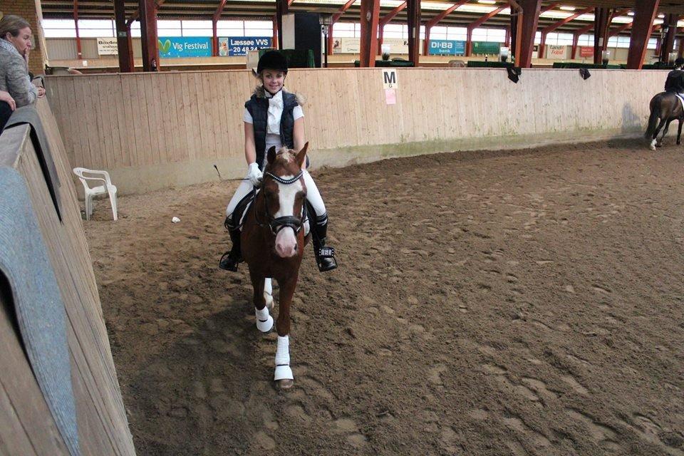 Welsh Pony af Cob-type (sec C) Rosengårdens Nabucco billede 18