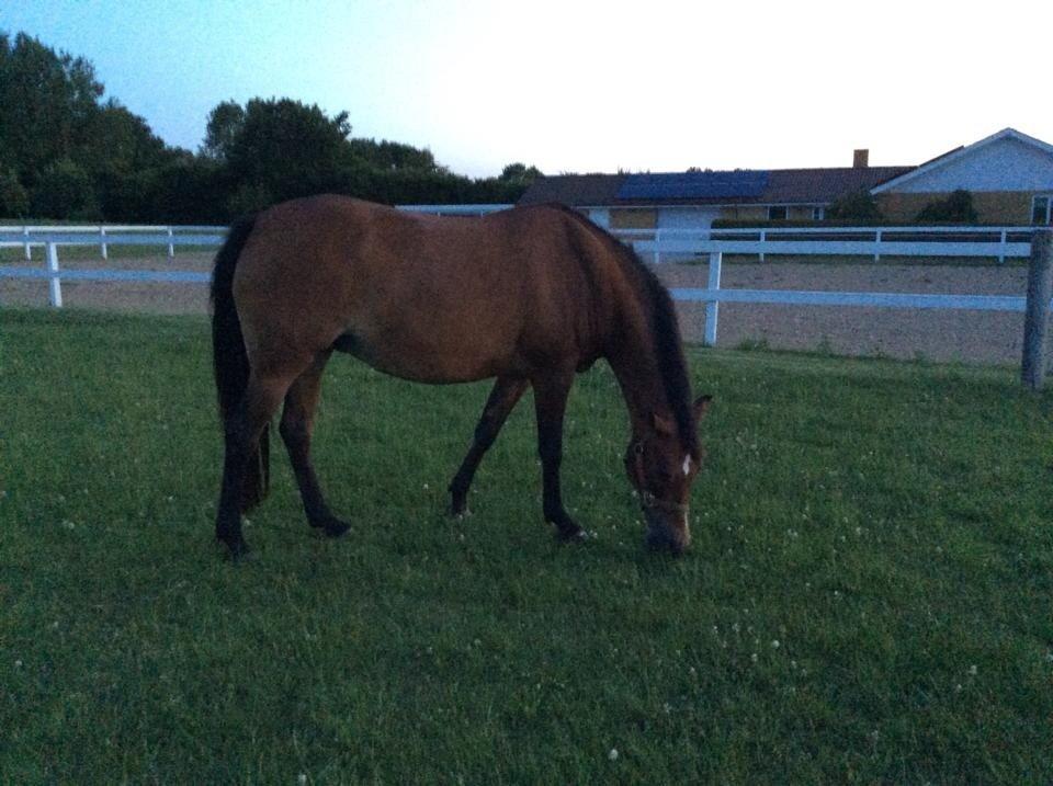 New Forest Langmarksgaard Quiet Queen R.I.P  billede 2