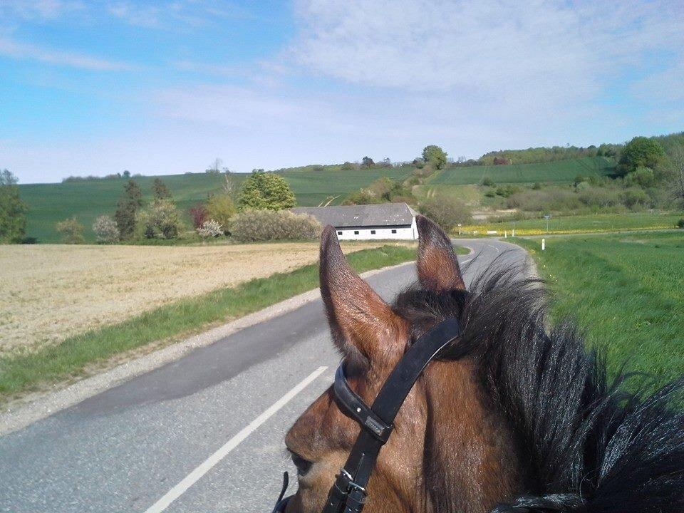 New Forest Langmarksgaard Quiet Queen R.I.P  billede 6