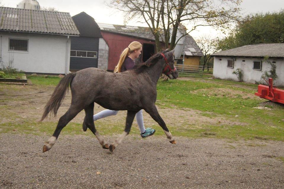 Welsh Pony (sec B) Bjerregårds Diego billede 4