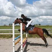 Anden særlig race cherie