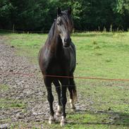 Welsh Cob (sec D) Heldgårds Mister Cosmo