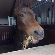 New Forest Nedre Brødbæks Milton