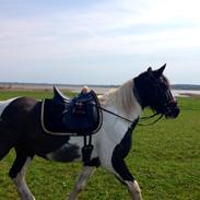 Irish Cob Crossbreed Deaklan (SOLGT)