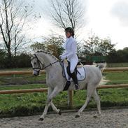 Arabisk fuldblod (OX) Tu inshallah ox *Solgt* 