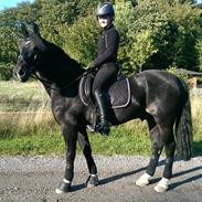 Welsh Cob (sec D) Valhallas Imperial 