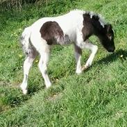 Irish Cob Geronimo