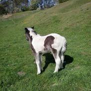 Irish Cob Geronimo