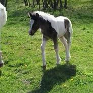 Irish Cob Geronimo