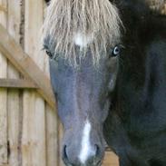 Islænder Demantur fra Fogedgården