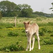 Islænder Skinfaxi stald engmarken