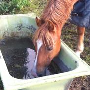 New Forest Odbjrergs baloo