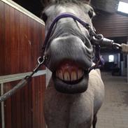 Hollandsk Sportspony Moonshine<3