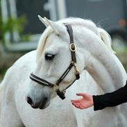 Welsh Pony (sec B) Lyngvejens Komet <3
