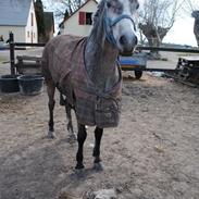 New Forest Lundemarkgårds Sne