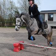 New Forest Lundemarkgårds Sne