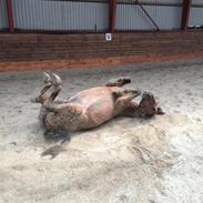 Knabstrupper Plettig<3