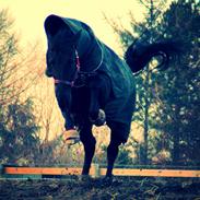 Oldenborg Kirsebærgårdens Jo-Jo