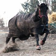 Oldenborg Kirsebærgårdens Jo-Jo