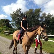 Tysk Sportspony Montelino N