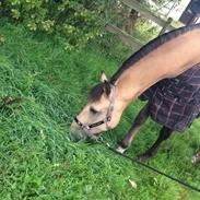 Tysk Sportspony Montelino N