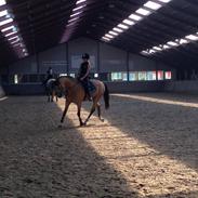 Tysk Sportspony Montelino N