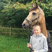 Tysk Sportspony Montelino N