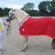 Fjordhest Rocco Vårby