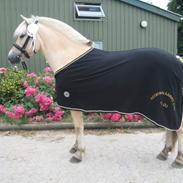 Fjordhest Rocco Vårby