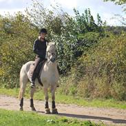 Fjordhest Rocco Vårby