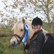 Fjordhest Rocco Vårby