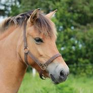 Anden særlig race Mandy [ Tidr. Hest ]