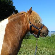 Shetlænder Tvebak