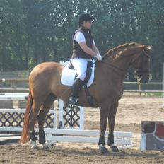 Dansk Varmblod Lathin