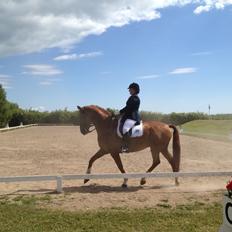 Dansk Varmblod Lathin