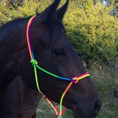 Anden særlig race Gipsy Girl