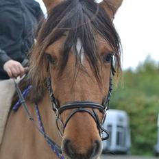 Anden særlig race Cosmos