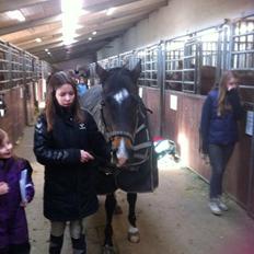 Welsh Cob (sec D) Tongerveld's Amor