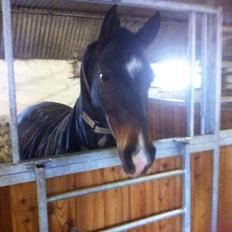 Welsh Cob (sec D) Tongerveld's Amor
