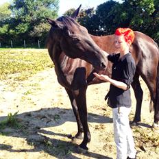 Traver Milvus Hero - Sheik