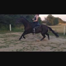 Traver Milvus Hero - Sheik