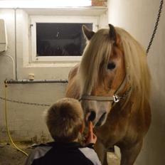 Tyroler Haflinger Monik
