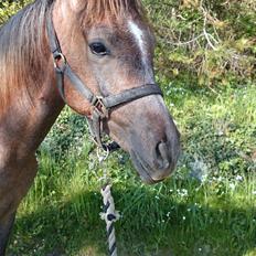 Arabisk fuldblod (OX) Taleb zameel ibn finally ox