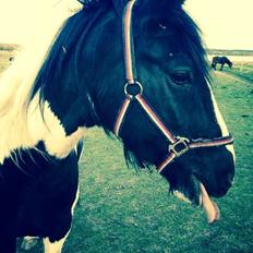 Irish Cob Crossbreed Deaklan (SOLGT)