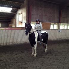 Irish Cob Crossbreed Deaklan (SOLGT)