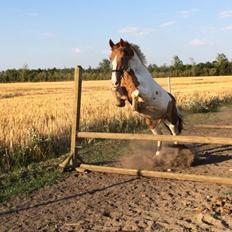 Pinto Captain Morgan