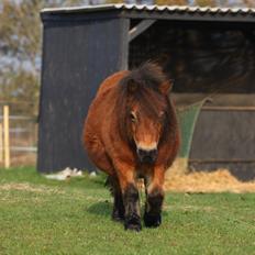 Dansk Miniature Tarabin Maluri