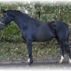 Hollandsk Varmblod Special D Junior