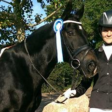 Welsh Cob (sec D) Valhallas Imperial 