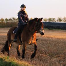Nordsvensk Skovhest Wera